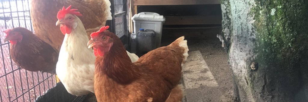 NIS Primary School banner