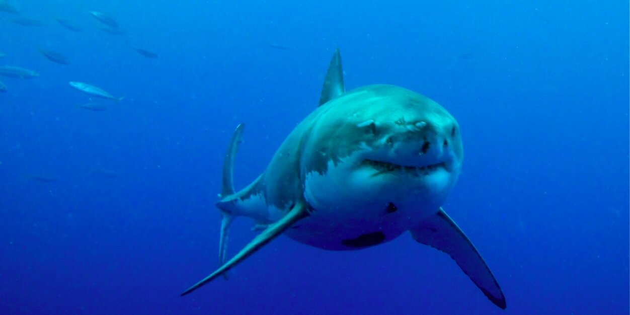 echevepaco's profile banner image