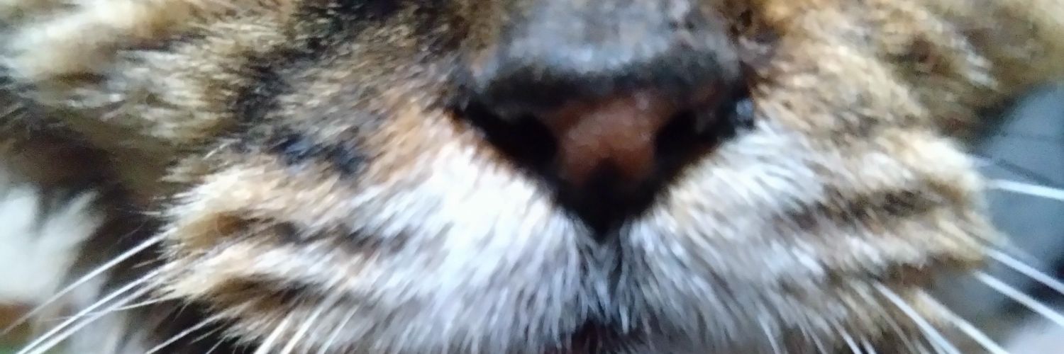 risupanman1's profile banner image