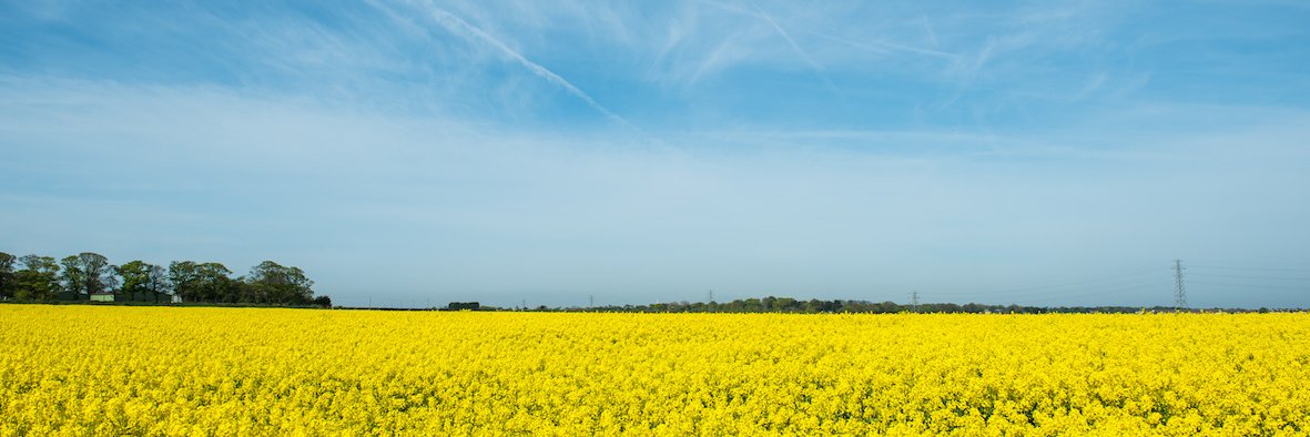 KentishOils's profile banner image