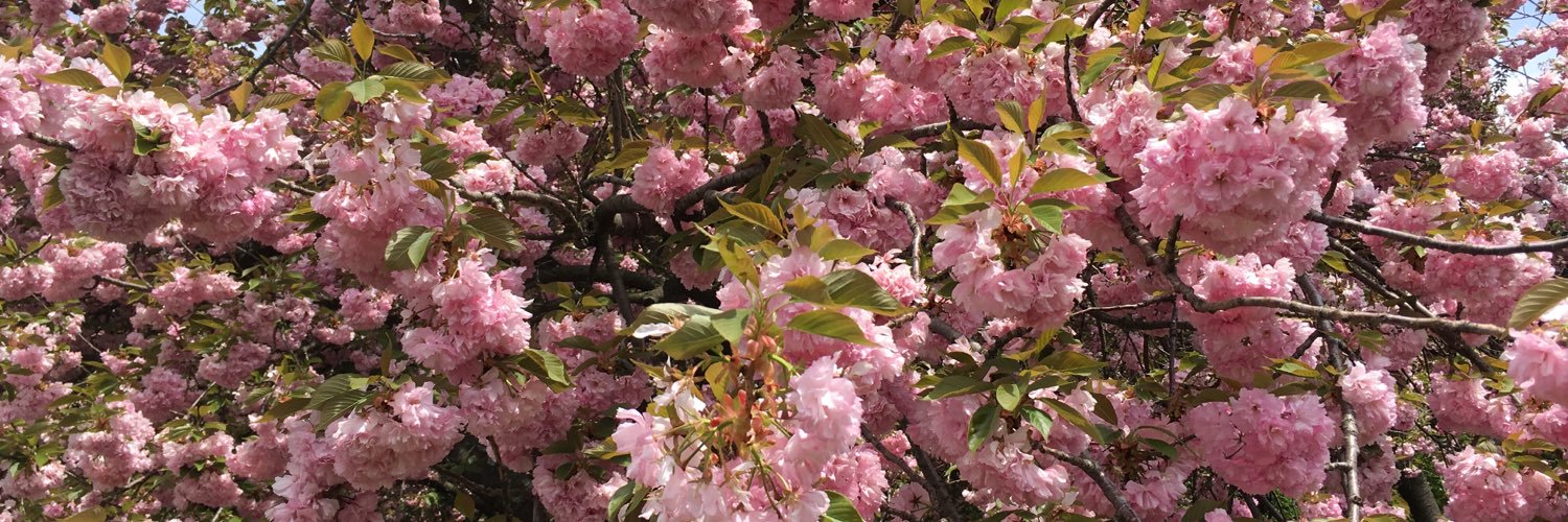 caro_vachon's profile banner image