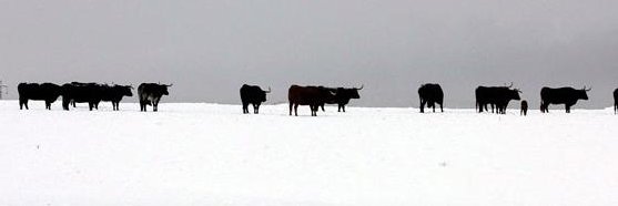 Juanma Lomillos banner