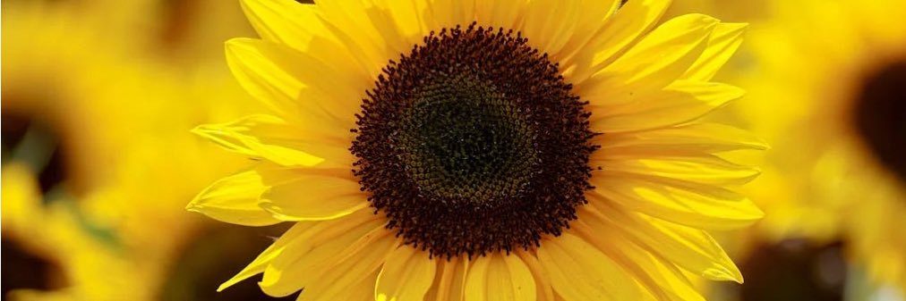 Gemma Fieldsend banner