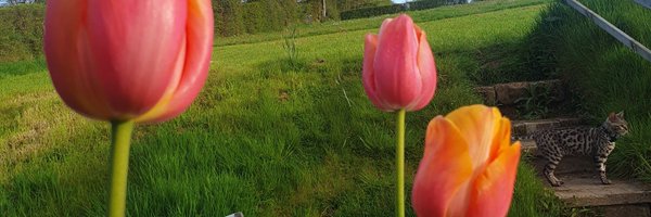 lucybr_slt Profile Banner