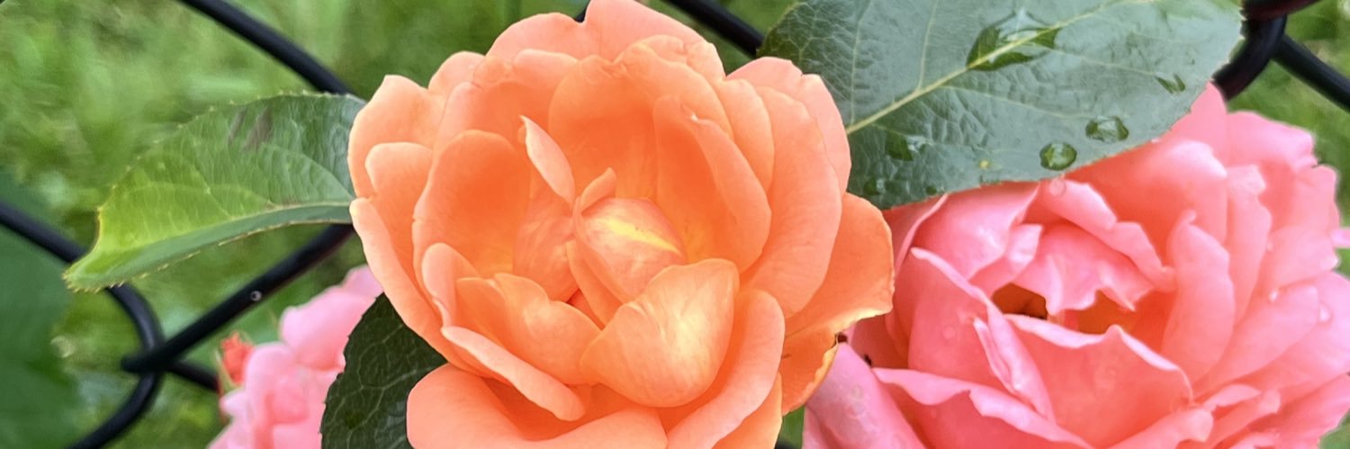 Liz Ryan banner