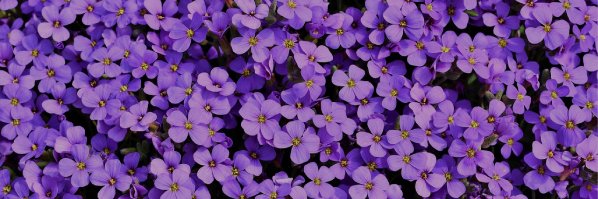 _Splende_'s profile banner image
