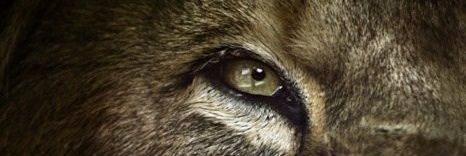 Frank Leon banner