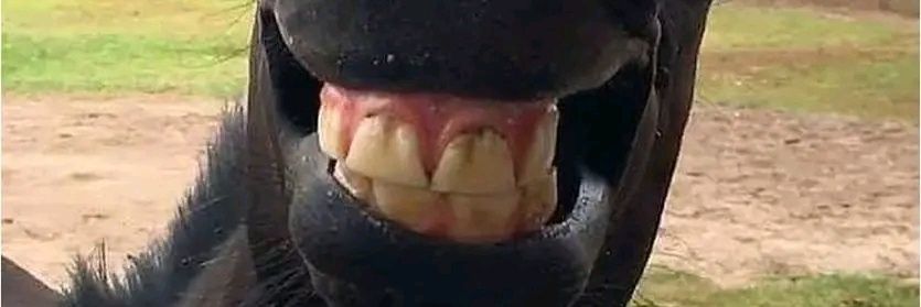SKULLITOR. banner