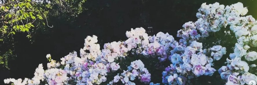 blissed banner