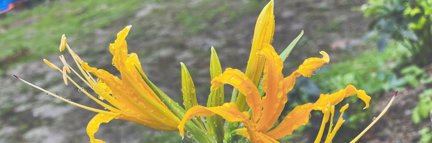 Alternative Politics banner