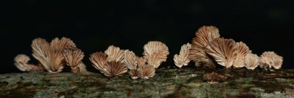 Banunbc Profile Banner