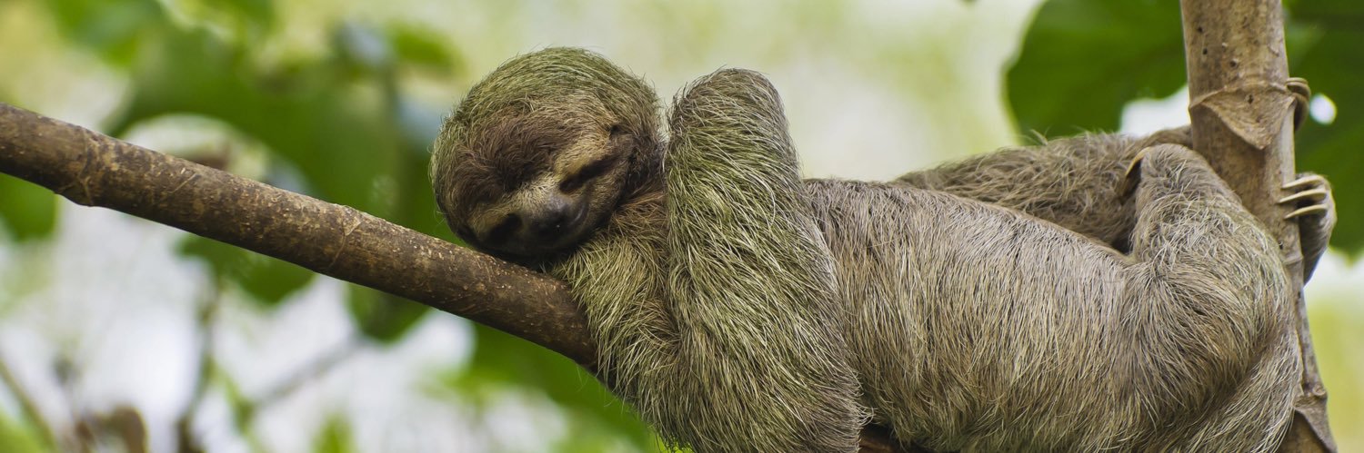 swiss_sloth's profile banner image