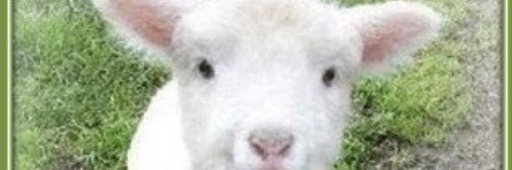 ♿mirca ⏪🇫🇷🇫🇷🇮🇹 🐾🐱♿️🐿️ banner