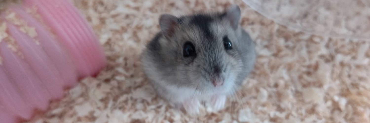 リナ℗💍🫖🥮 banner