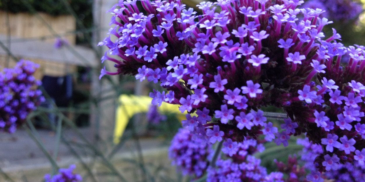 Maureen Drake banner