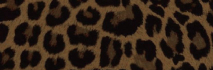andreacazares's profile banner image