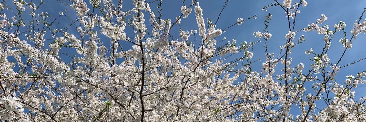 Tini_T's profile banner image
