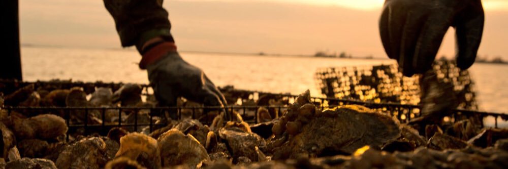 Rappahannock Oysters banner