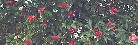 𝕦𝕞𝕖☺︎𝟞𝕞 🪽 banner
