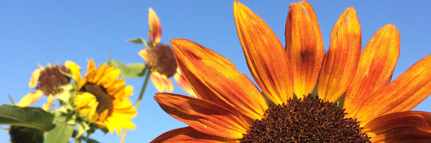 thewayfarist's profile banner image