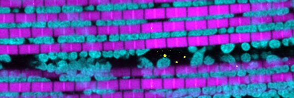 Current Biology banner