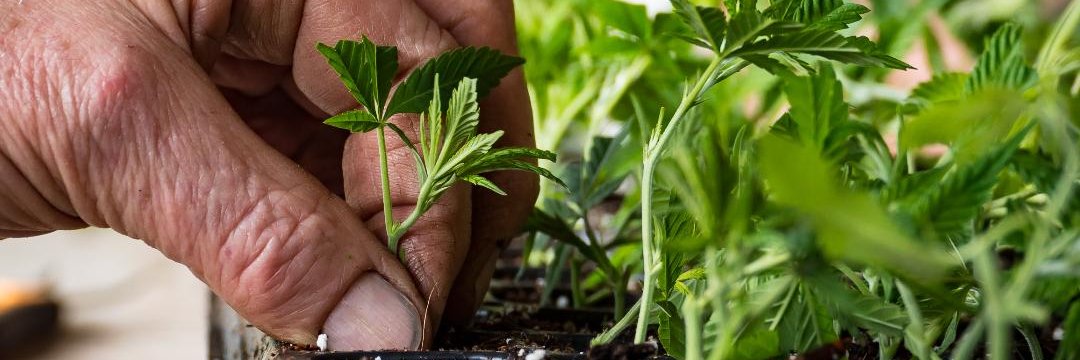 HEMPdotCOM's profile banner image