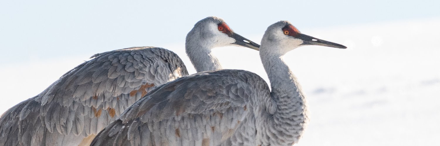 MWPerspective banner