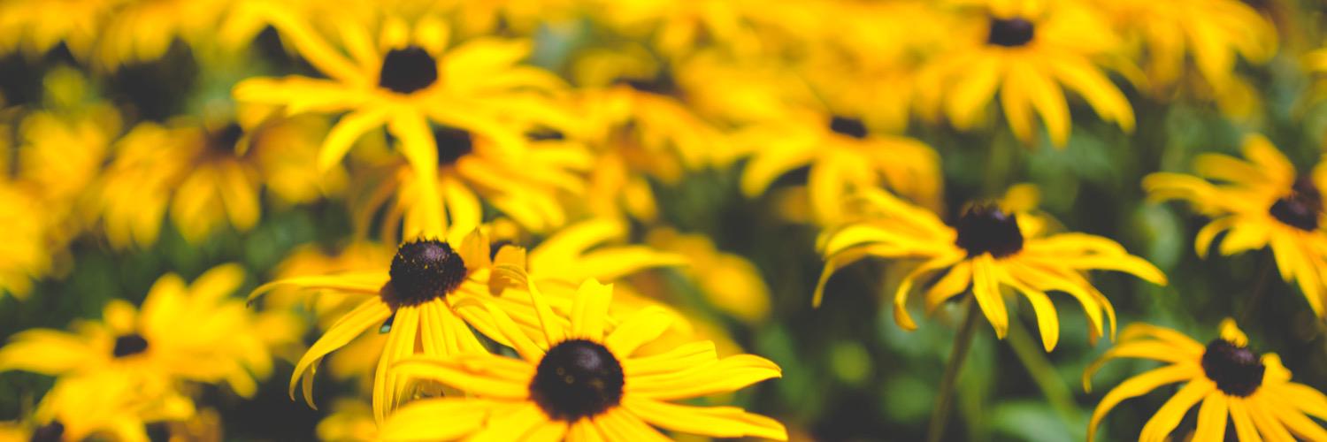 EmilyTeisman's profile banner image