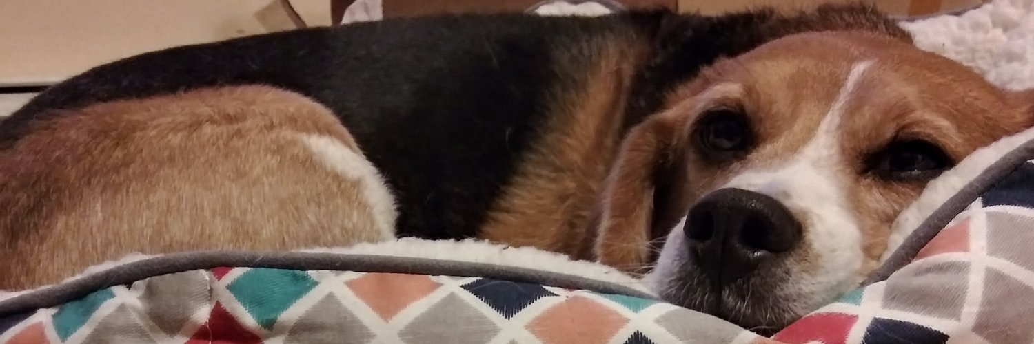 cuddlypoodle's profile banner image