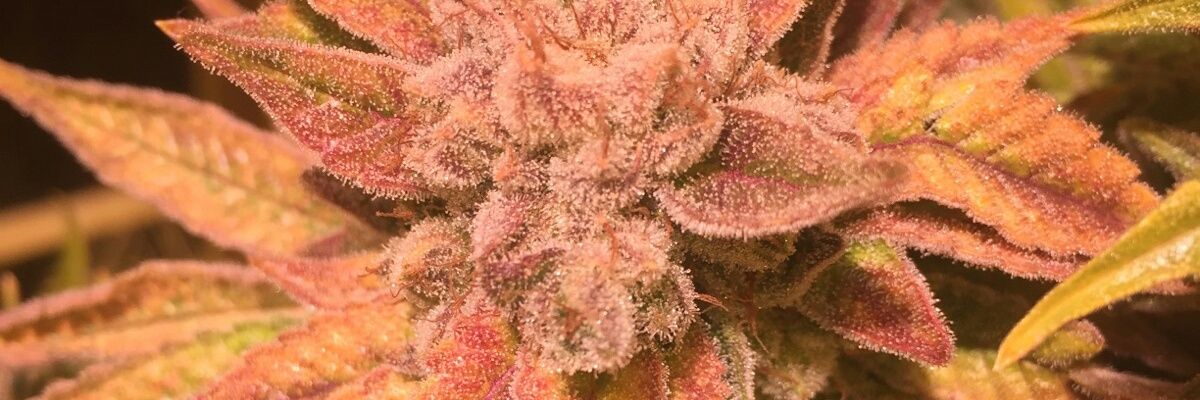 Nick17731517's profile banner image