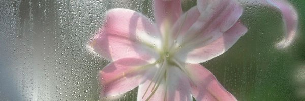 Wonyonng Profile Banner