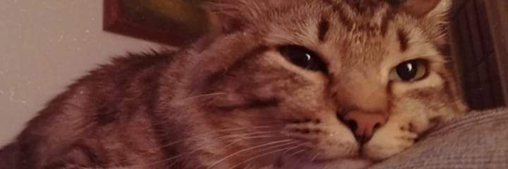 SamSamySamita's profile banner image