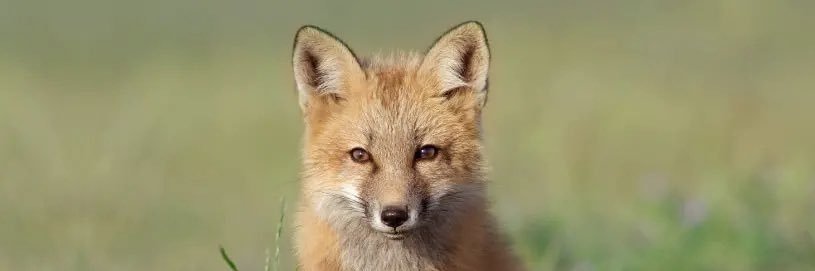 Fox banner