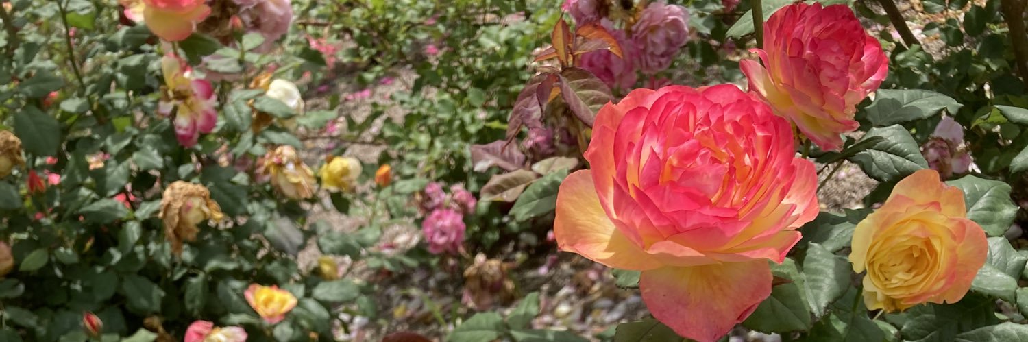 qyp11745's profile banner image