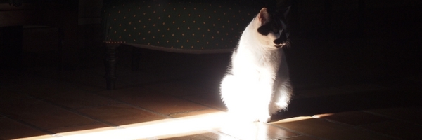 ClCharpentier's profile banner image