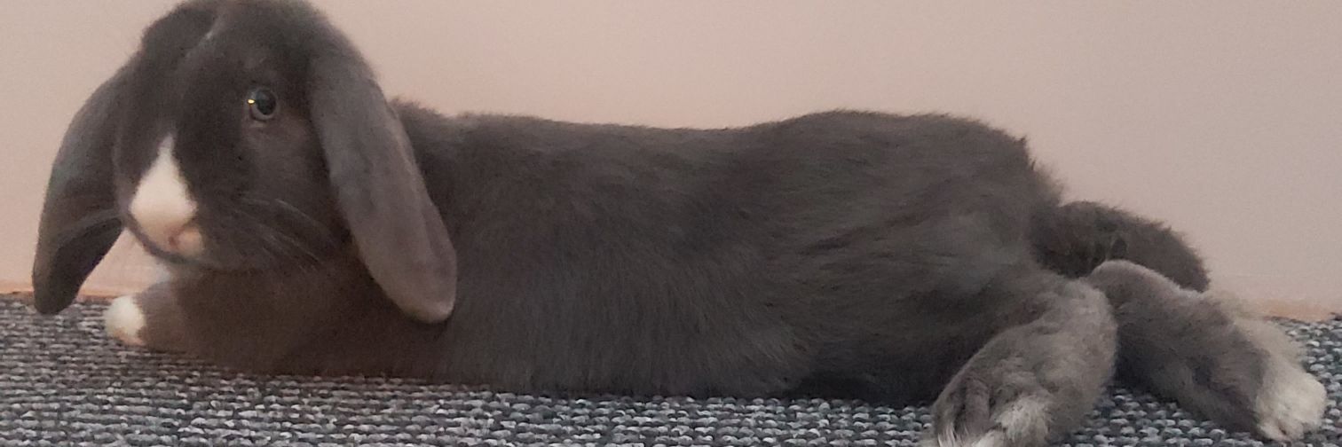 Chloe Oates❤️ banner