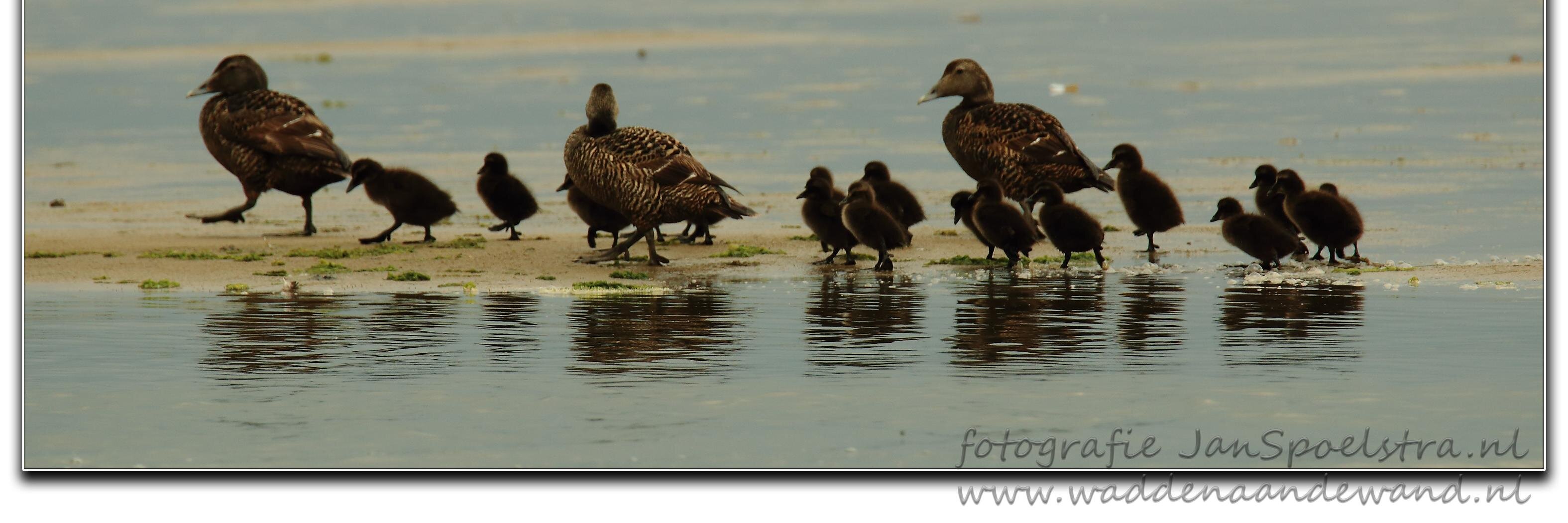 _ameland's profile banner image
