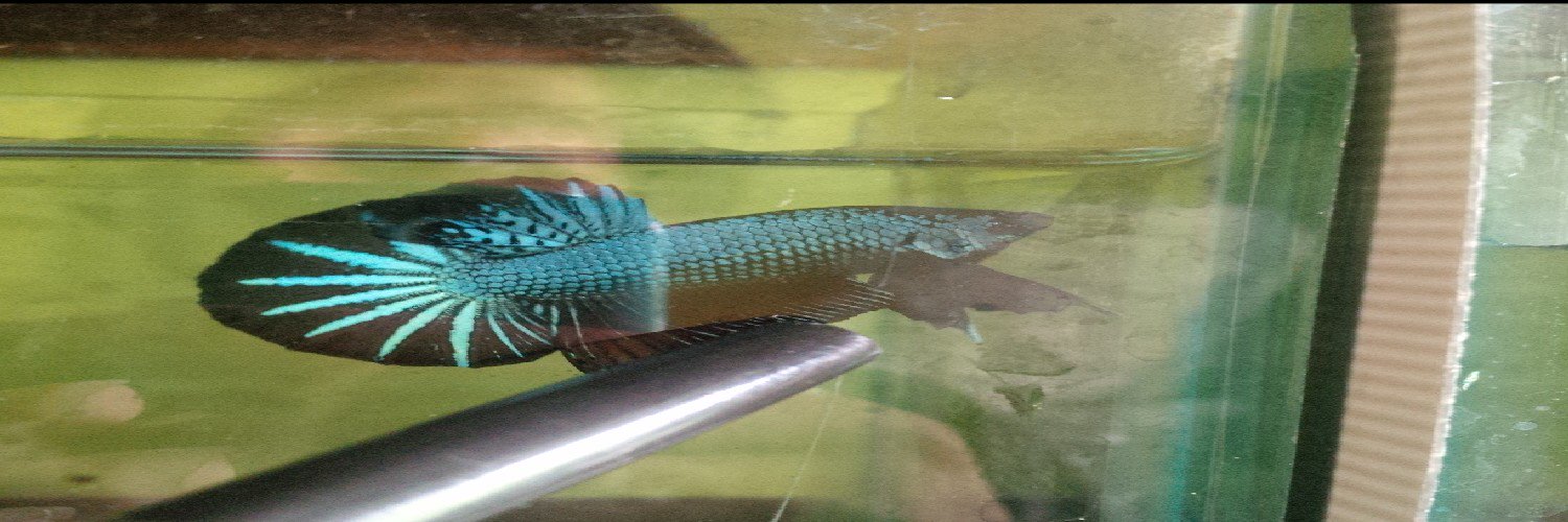 briyan_betta's profile banner image