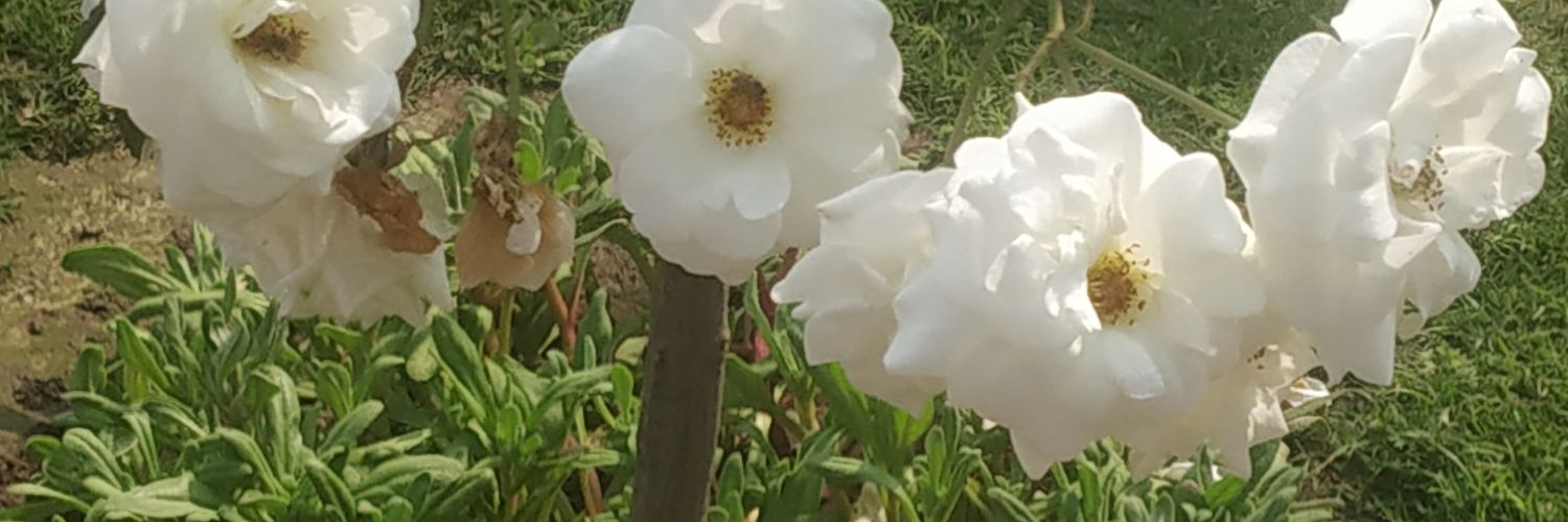 arbindjnu's profile banner image