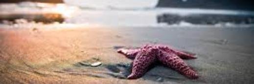 Dr. April Adams banner