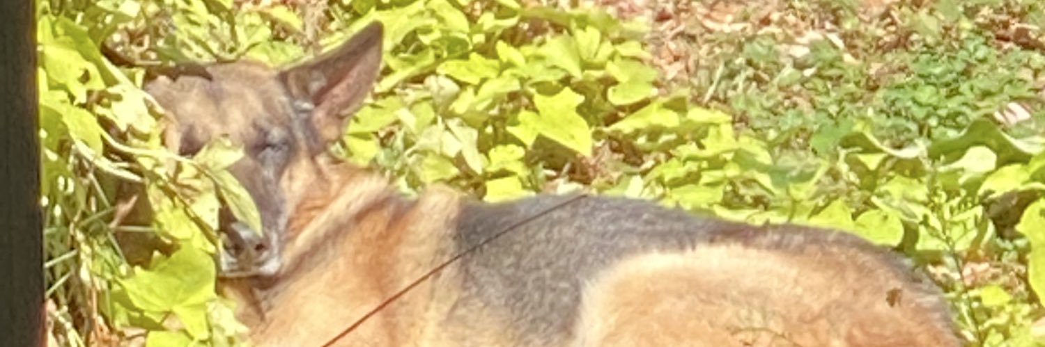 Hispanic_Dog's profile banner image