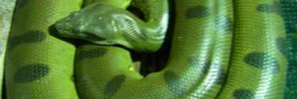 an_conda Profile Banner