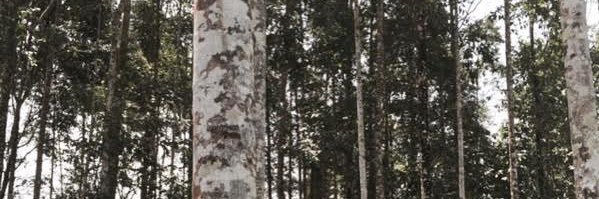 mimoniaga's profile banner image