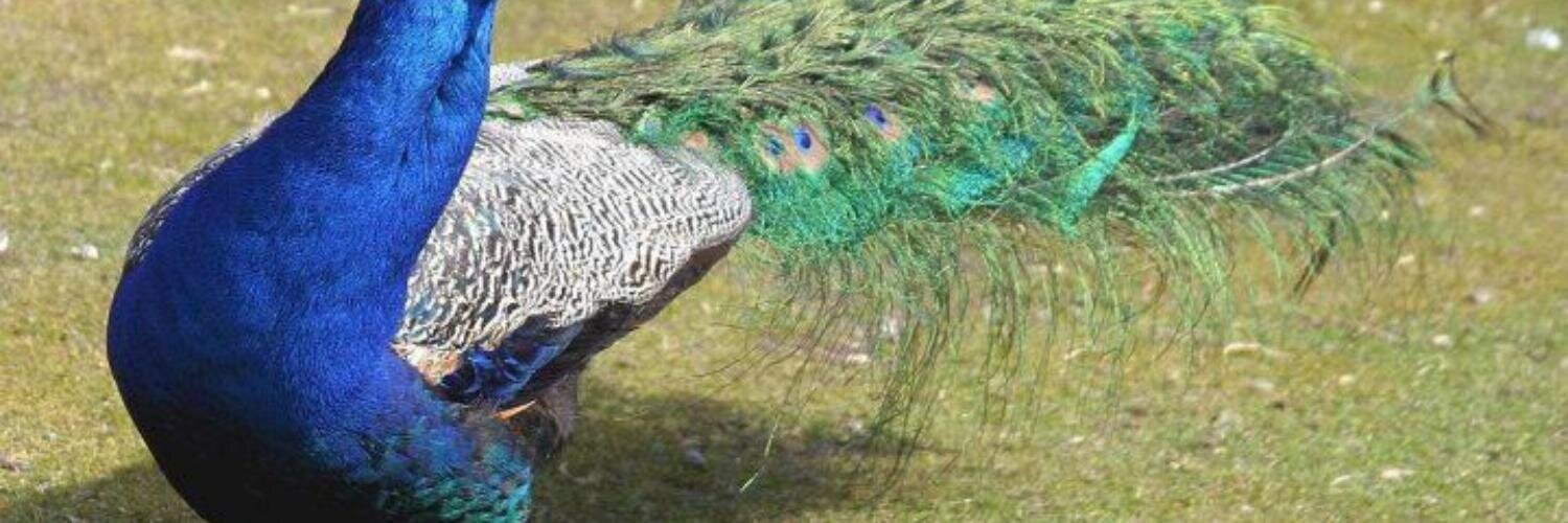 Urwaty's profile banner image