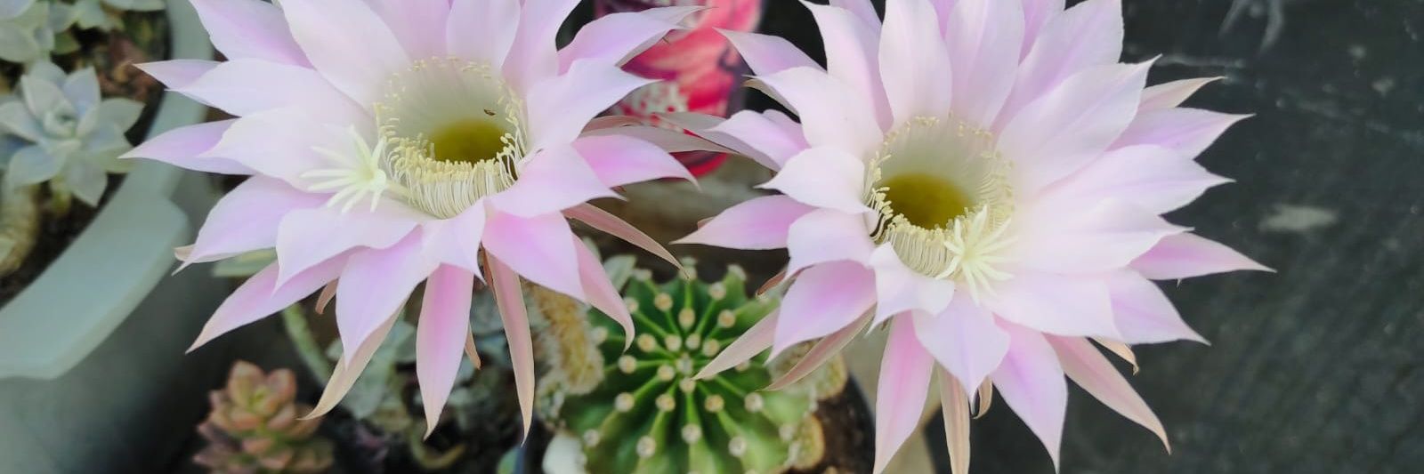 Lucysanorte's profile banner image