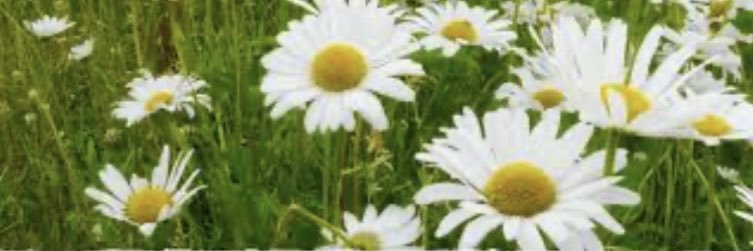 Alisyn Morder banner