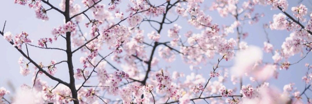 ram_yuka's profile banner image