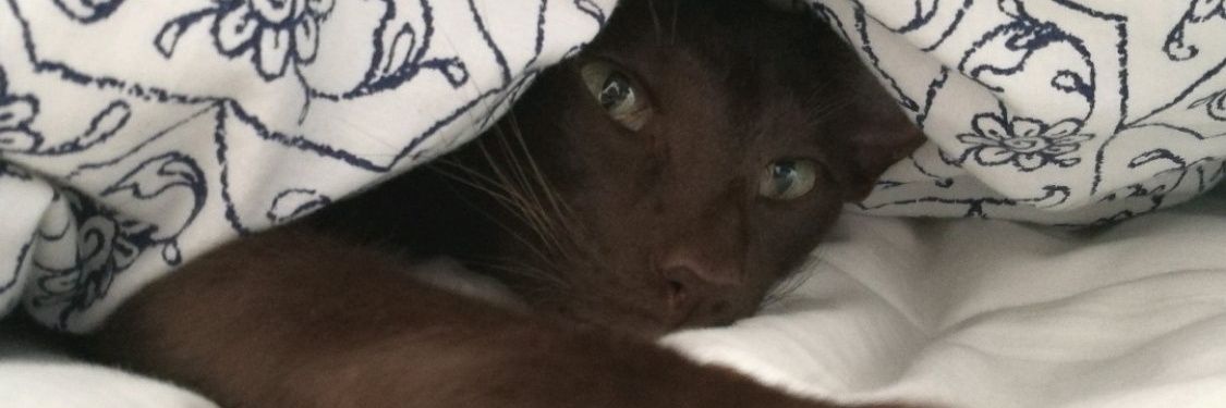 lozengew's profile banner image