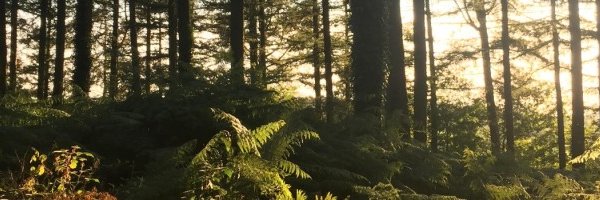 Emma_WhyForests's profile banner image