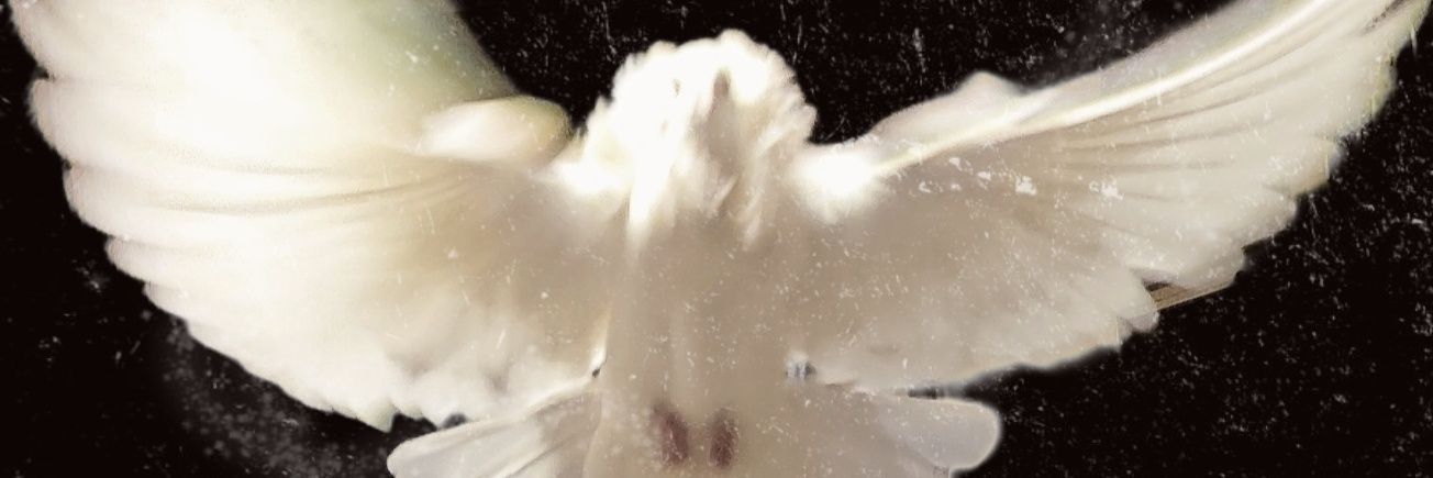 maria mari's banner